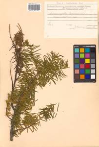 Taxus cuspidata Siebold & Zucc., Siberia, Russian Far East (S6) (Russia)