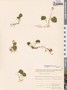 Viola epipsila subsp. repens (Turcz.) W.Becker, Siberia, Chukotka & Kamchatka (S7) (Russia)