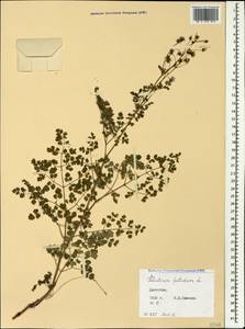 Thalictrum foetidum L., Caucasus, Dagestan (K2) (Russia)