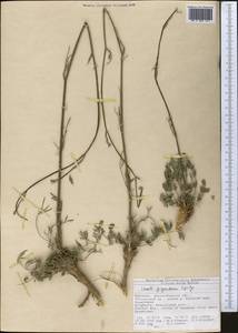 Seseli giganteum Lipsky, Middle Asia, Western Tian Shan & Karatau (M3) (Kyrgyzstan)