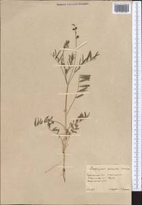 Onobrychis pulchella Schrenk, Middle Asia, Karakum (M6) (Turkmenistan)