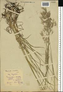 Bromus riparius Rehmann, Eastern Europe, Central forest-and-steppe region (E6) (Russia)