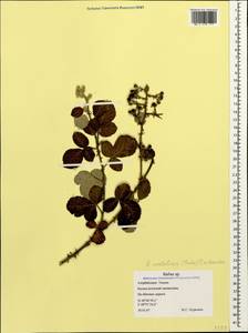 Rubus sanctus Schreb., Caucasus, Azerbaijan (K6) (Azerbaijan)