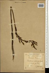 Limodorum abortivum (L.) Sw., Caucasus, Black Sea Shore (from Novorossiysk to Adler) (K3) (Russia)