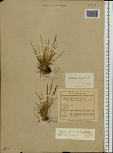 Phippsia concinna (Th.Fr.) Lindeb., Eastern Europe, Northern region (E1) (Russia)