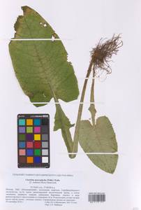 Lactuca macrophylla subsp. macrophylla, Eastern Europe, Moscow region (E4a) (Russia)
