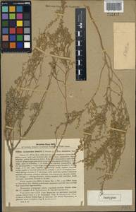 Seriphidium deserti (Krasch.) Poljak., Middle Asia, Kopet Dag, Badkhyz, Small & Great Balkhan (M1) (Turkmenistan)