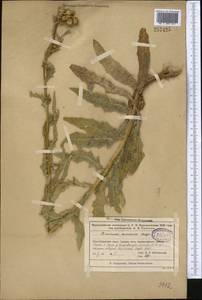 Cirsium arvense (L.) Scop., Middle Asia, Muyunkumy, Balkhash & Betpak-Dala (M9) (Kazakhstan)