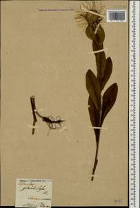 Pentanema orientale (Lam.) D. Gut. Larr., Santos-Vicente, Anderb., E. Rico & M. M. Mart. Ort., Caucasus, Armenia (K5) (Armenia)