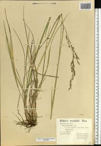 Festuca orientalis (Boiss.) B.Fedtsch., Eastern Europe, Central forest-and-steppe region (E6) (Russia)