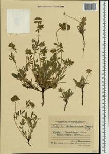 Anthyllis vulneraria subsp. pulchella (Vis.)Bornm., Crimea (KRYM) (Russia)