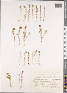 Lythrum volgense D. A. Webb, Middle Asia, Caspian Ustyurt & Northern Aralia (M8) (Kazakhstan)