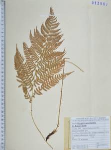 Dryopteris goeringiana (Kunze) Koidz., Siberia, Russian Far East (S6) (Russia)