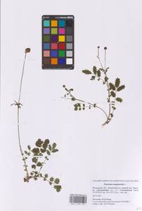 Poterium sanguisorba subsp. sanguisorba, Eastern Europe, Moscow region (E4a) (Russia)