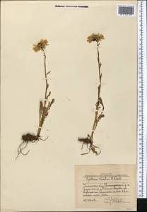 Tanacetum richterioides (C. Winkl.) K. Bremer & Humphries, Middle Asia, Western Tian Shan & Karatau (M3) (Uzbekistan)
