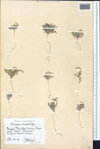 Astragalus commixtus Bunge, Middle Asia, Western Tian Shan & Karatau (M3) (Uzbekistan)