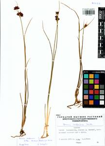 Juncus castaneus subsp. triceps (Rostk.) V. Novik., Siberia, Baikal & Transbaikal region (S4) (Russia)