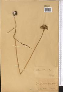 Allium fetisowii Regel, Middle Asia, Dzungarian Alatau & Tarbagatai (M5) (Kazakhstan)