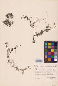 Ranunculus aquatilis L., Eastern Europe, Belarus (E3a) (Belarus)