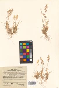 Deschampsia cespitosa (L.) P.Beauv., Siberia, Russian Far East (S6) (Russia)