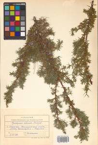 Juniperus communis var. saxatilis Pall., Siberia, Russian Far East (S6) (Russia)