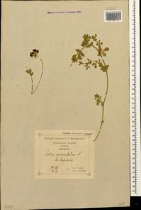 Lotus corniculatus L., Caucasus, Georgia (K4) (Georgia)
