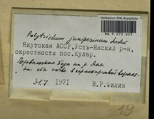 Polytrichum juniperinum Hedw., Bryophytes, Bryophytes - Yakutia (B19) (Russia)
