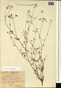 Torilis arvensis subsp. arvensis, Caucasus, Abkhazia (K4a) (Abkhazia)