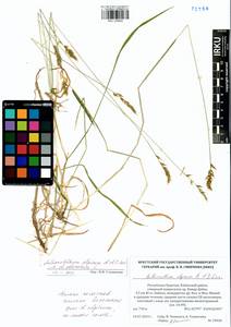 Anthoxanthum alpinum × odoratum, Siberia, Baikal & Transbaikal region (S4) (Russia)