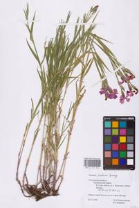 Dianthus chinensis L., Eastern Europe, Western region (E3) (Russia)