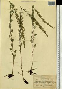 Artemisia pubescens Ledeb., Siberia, Baikal & Transbaikal region (S4) (Russia)