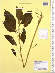 Amaranthus caudatus L., Caucasus, Black Sea Shore (from Novorossiysk to Adler) (K3) (Russia)