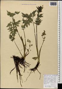 Selinum rhodopetalum (Pimenov & Kljuykov) Hand, Caucasus, Stavropol Krai, Karachay-Cherkessia & Kabardino-Balkaria (K1b) (Russia)
