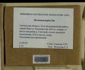 Dicranum majus Turner, Bryophytes, Bryophytes - Chukotka & Kamchatka (B21) (Russia)