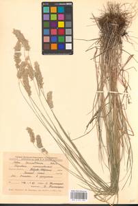 Melica transsilvanica Schur, Eastern Europe, Central forest-and-steppe region (E6) (Russia)