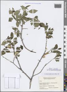 Ulmus pumila L., Siberia, Baikal & Transbaikal region (S4) (Russia)
