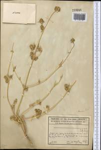 Petrosimonia brachiata (Pall.) Bunge, Middle Asia, Syr-Darian deserts & Kyzylkum (M7) (Kazakhstan)