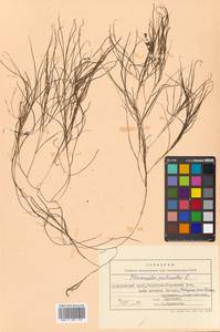 Stuckenia pectinata (L.) Börner, Siberia, Russian Far East (S6) (Russia)