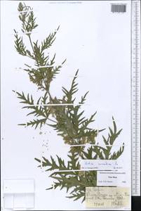 Urtica cannabina L., Middle Asia, Dzungarian Alatau & Tarbagatai (M5) (Kazakhstan)