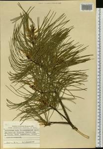 Pinus koraiensis Siebold & Zucc., Siberia, Russian Far East (S6) (Russia)