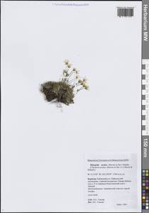 Cherleria arctica (Steven ex Ser.) A.J.Moore & Dillenb., Siberia, Baikal & Transbaikal region (S4) (Russia)