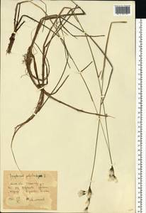 Eriophorum angustifolium Honck., Eastern Europe, Moscow region (E4a) (Russia)