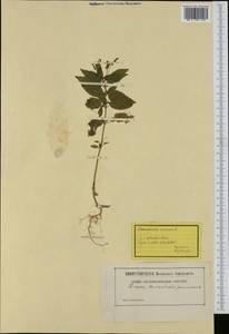 Mercurialis annua L., Western Europe (EUR) (Switzerland)