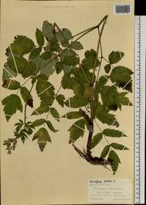 Actaea cimicifuga L., Siberia, Central Siberia (S3) (Russia)