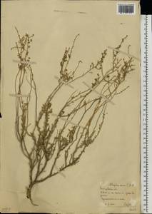 Atriplex cana Ledeb., Eastern Europe, Lower Volga region (E9) (Russia)