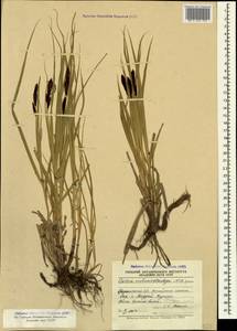 Carex melanostachya M.Bieb. ex Willd., Caucasus, Stavropol Krai, Karachay-Cherkessia & Kabardino-Balkaria (K1b) (Russia)