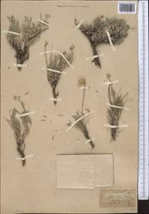 Astragalus lipschitzii Pavlov, Middle Asia, Western Tian Shan & Karatau (M3)