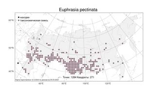 Euphrasia pectinata Ten., Atlas of the Russian Flora (FLORUS) (Russia)