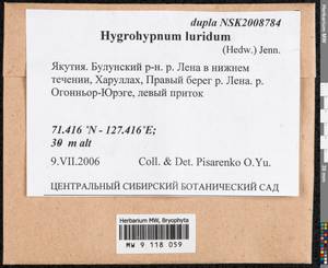 Hygrohypnum luridum (Hedw.) Jenn., Bryophytes, Bryophytes - Yakutia (B19) (Russia)