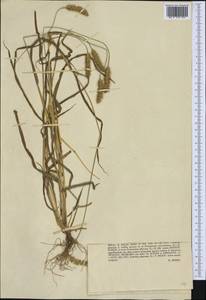 Setaria pumila (Poir.) Roem. & Schult., Western Europe (EUR)